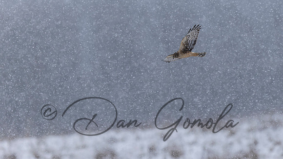 Northern Harrier