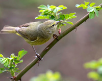 Orange-crowned Warbler