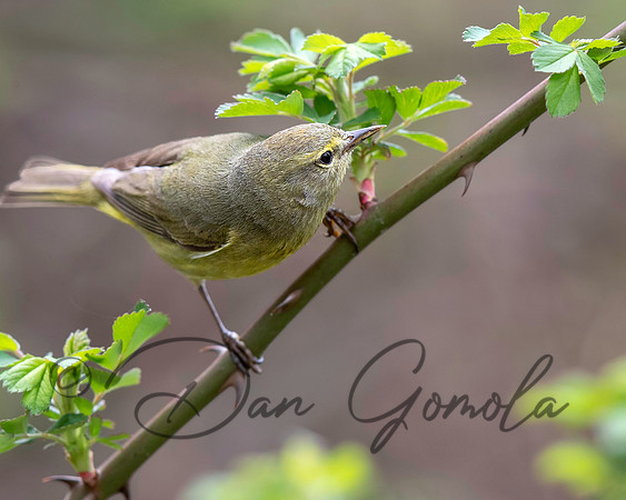 Orange-crowned Warbler