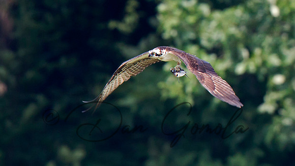 Osprey
