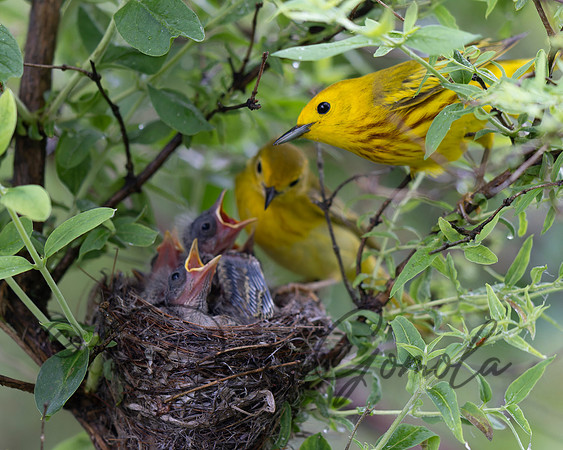 Yellow Warbler