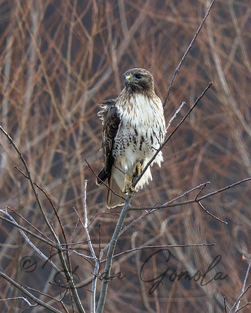 Red-tailed Hawk