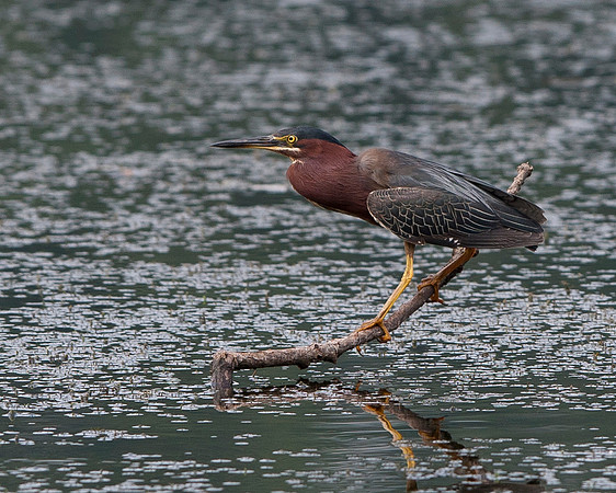 Green Heron