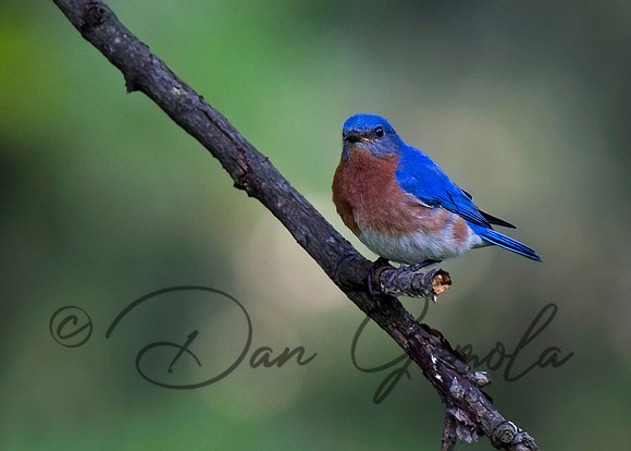 Eastern Bluebird