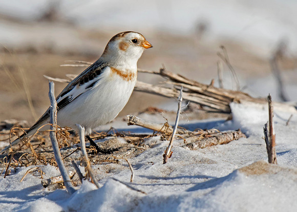 Snow Bunting