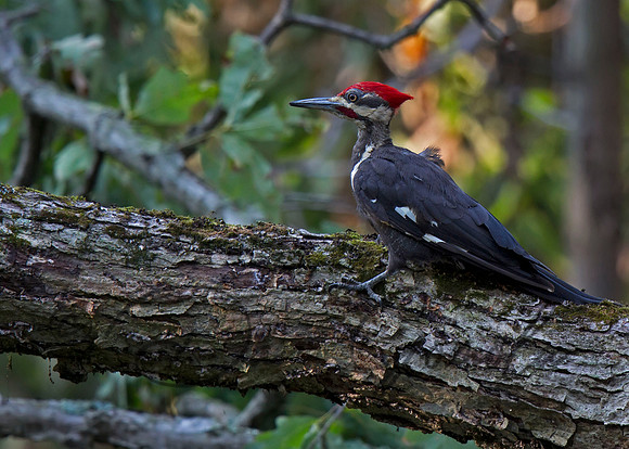 Pileated Woodpecker
