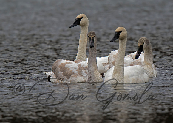 Trumpeter Swan