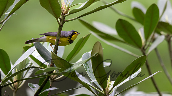 Canada Warbler