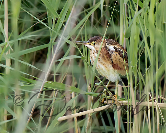 Least Bittern