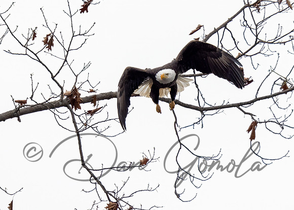 Bald Eagle