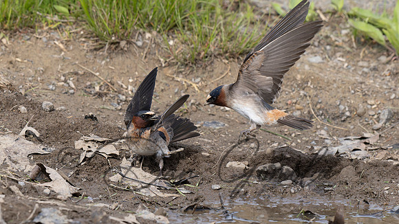Cliff Swallow