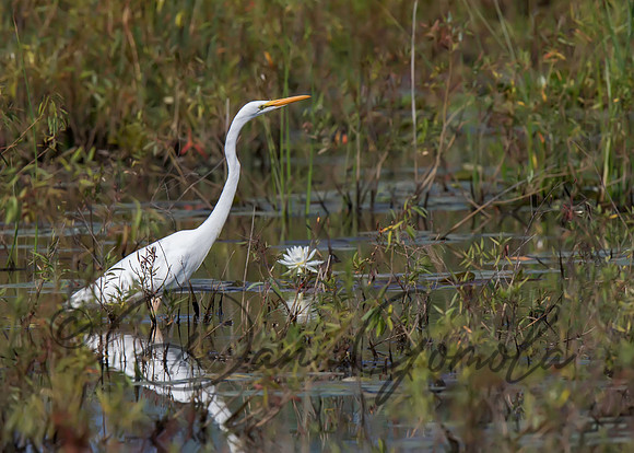 Great Egret