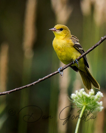 Orchard Oriole