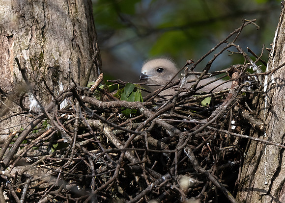 Red-shouldered Hawk