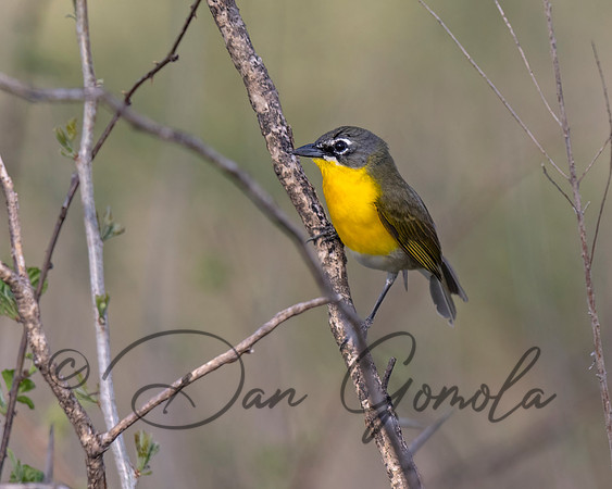 Yellow-breasted Chat