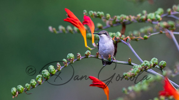Ruby-throated Hummingbird