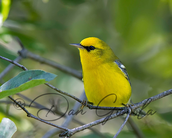 Blue-winged Warbler