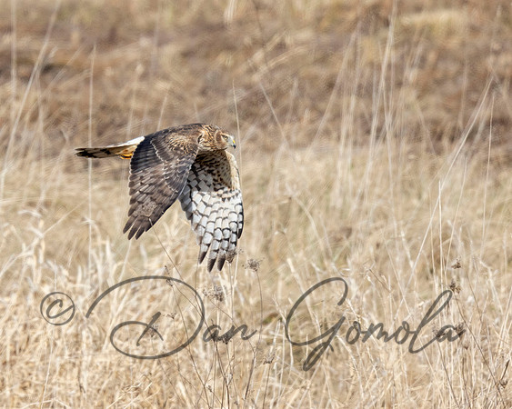 Northern Harrier