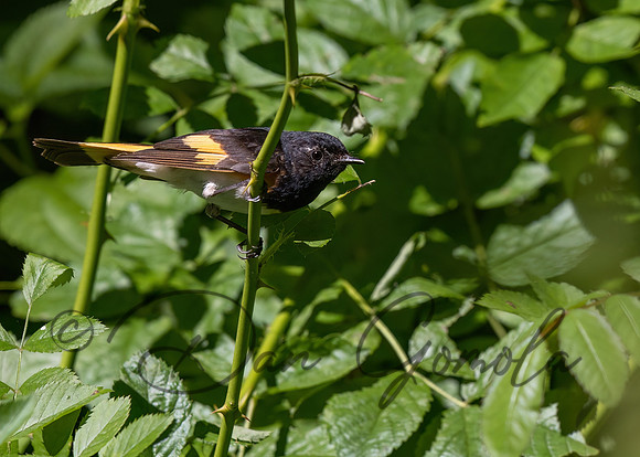 American Redstart