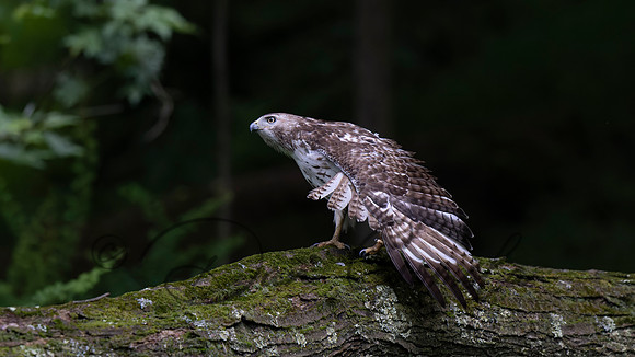 Red-tailed Hawk