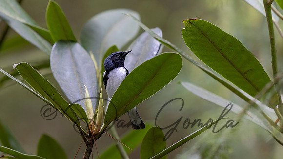 Black-throated Blue Warbler