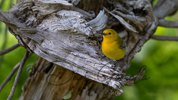 Prothonotary Warbler