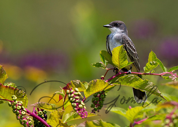 Eastern Kingbird
