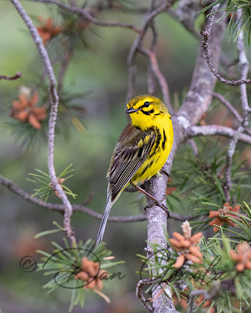 Prairie Warbler