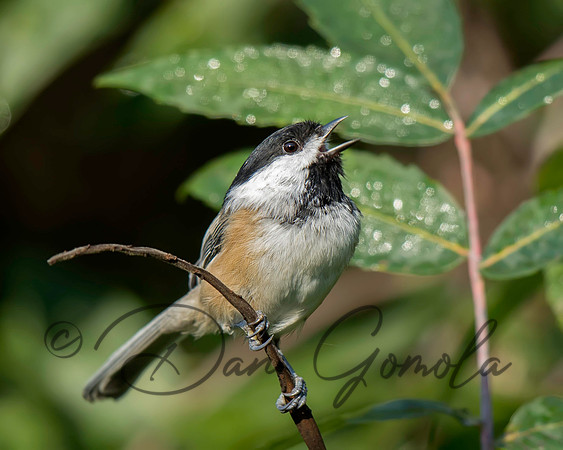 Black-capped Chickadee