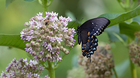 Black Swallowtail