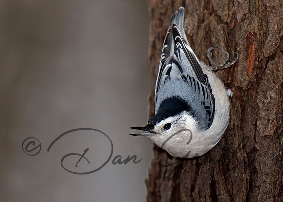 White-breasted Nuthatch