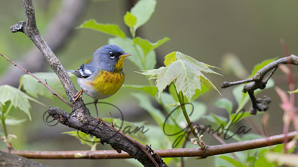 Northern Parula