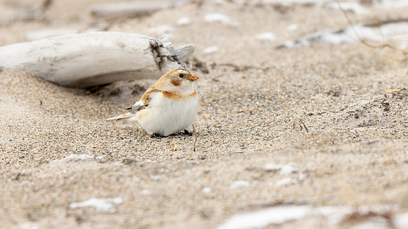 Snow Bunting