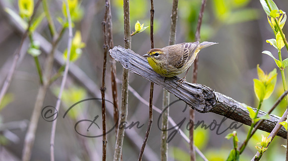 Palm Warbler