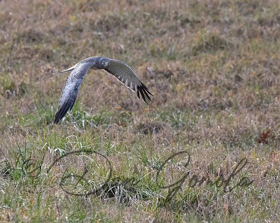 Northern Harrier