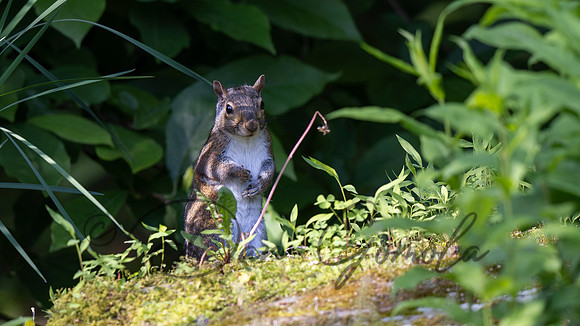 Eastern Gray Squirrel