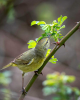 Orange-crowned Warbler