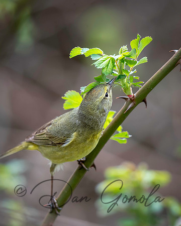 Orange-crowned Warbler