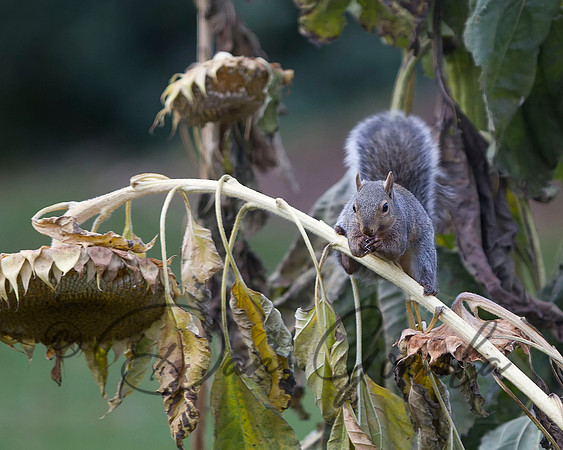 Eastern Gray Squirrel