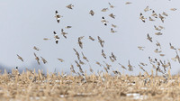 Snow Bunting
