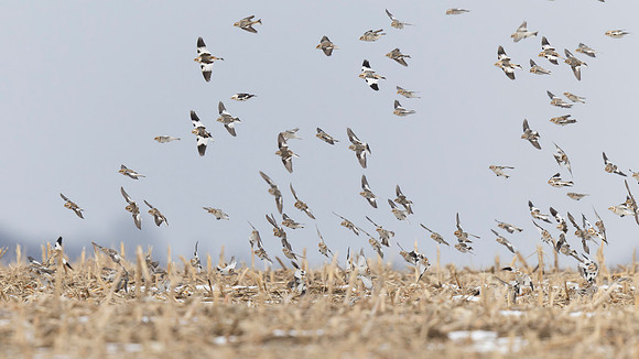 Snow Bunting
