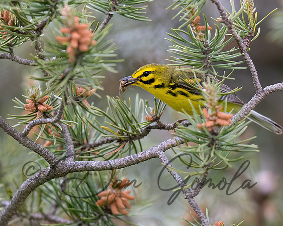 Prairie Warbler