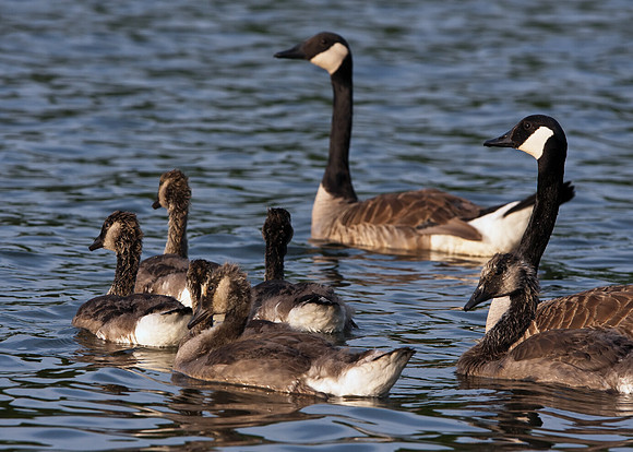 Canada Geese
