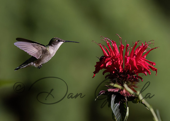 Ruby-throated Hummingbird