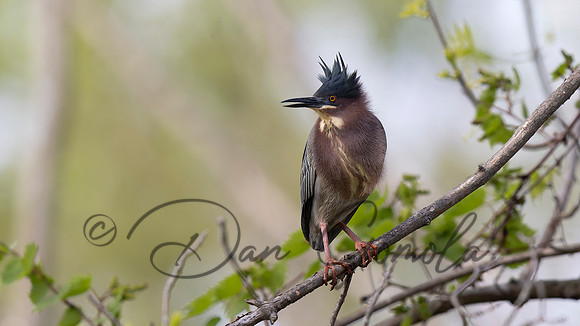 Green Heron