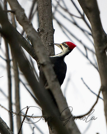 Pileated Woodpecker