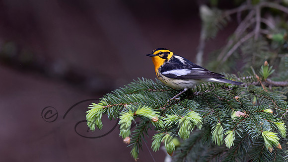 Blackburnian Warbler