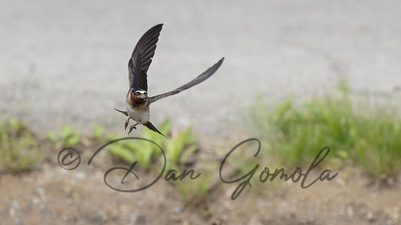 Cliff Swallow