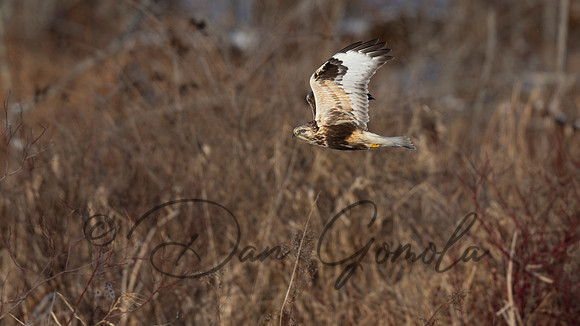 Rough-legged Hawk