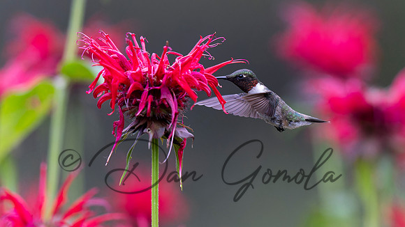 Ruby-throated Hummingbird